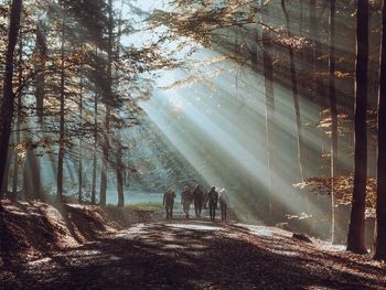 People walking in forest