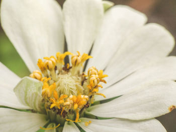 Close-up of yellow flower