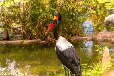 Bird on a lake