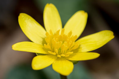 Close-up of yellow flower