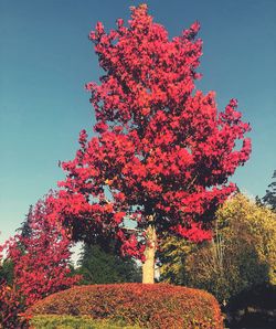 Low angle view of red flowering plant against sky