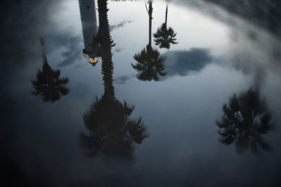 Silhouette trees by plants against sky