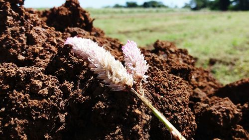 Close-up of flower growing in field