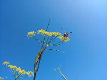 Low angle view of insect on plant against blue sky