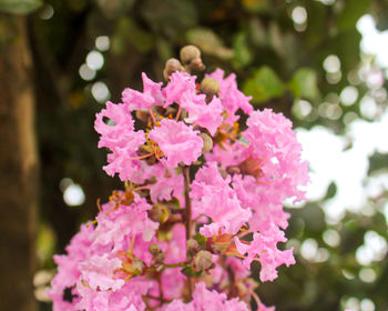 Close-up of pink cherry blossoms in spring