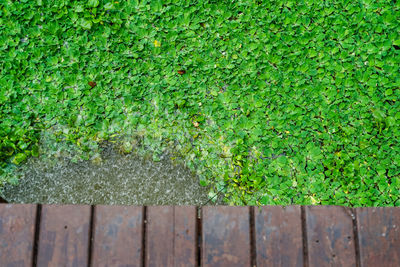 Close-up of green leaf on wooden fence