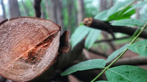 Close-up of logs in forest