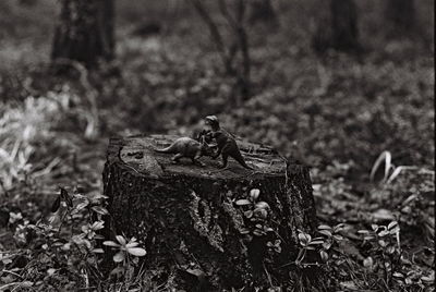 Close-up of old tree stump on field