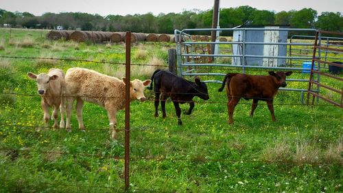 Horses on field