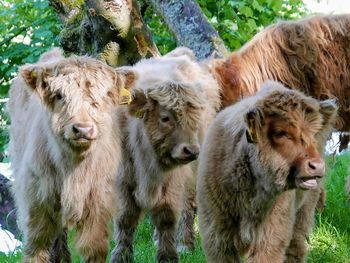 Highland cows in a field