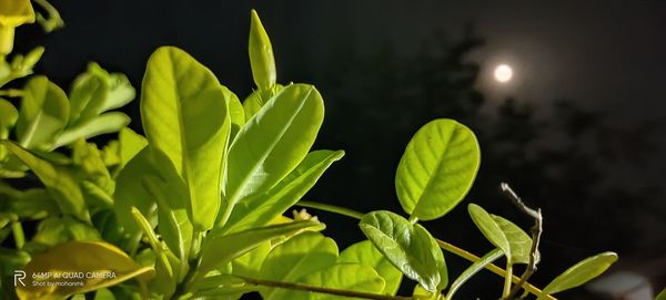 Close-up of plants growing outdoors