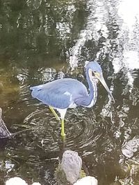 High angle view of heron in lake