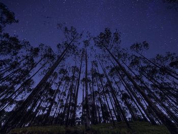 Low angle view of pine trees in forest at night