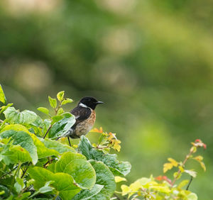 Close-up of bird perching on plant