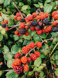 High angle view of cherries on plant