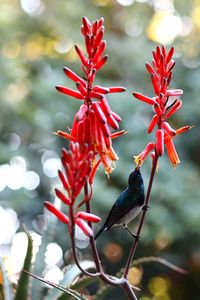 Close-up of red flowering plant