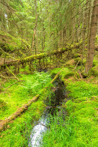 Scenic view of forest