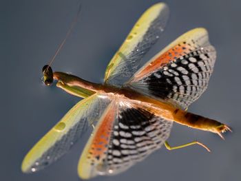 Close-up of butterfly on flower