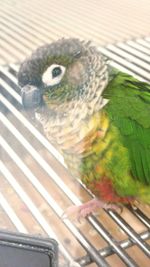 animal themes