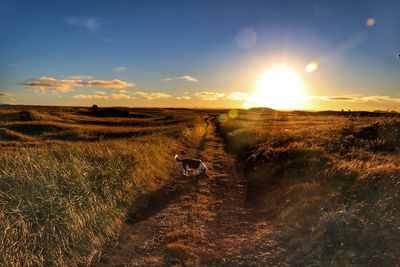 Dog on countryside landscape