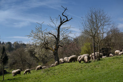 Sheep grazing in a field