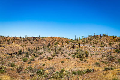 Scenic view of landscape against clear blue sky