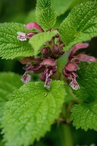 Close-up of pink flowering plant leaves