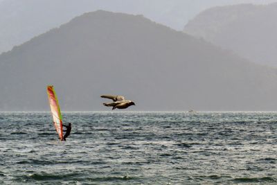 Bird flying over sea against clear sky