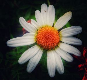 Close-up of daisy flower