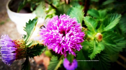 Close-up of purple flowers blooming outdoors