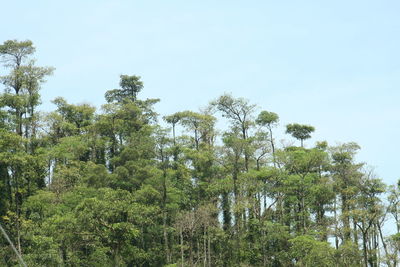 Trees growing in forest against clear sky