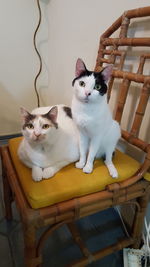 High angle view portrait of cats sitting on chair at home