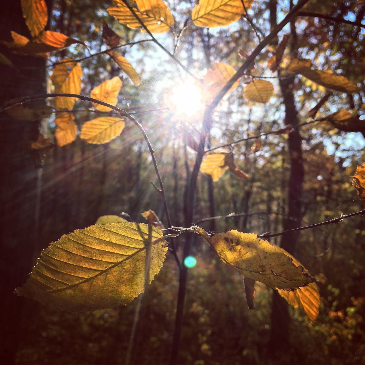 CLOSE-UP OF AUTUMN LEAVES ON TREE