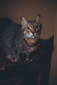 Close-up portrait of tabby cat