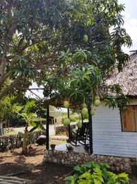 Plants growing on tree