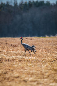 Side view of a bird running on field