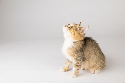 Close-up of squirrel