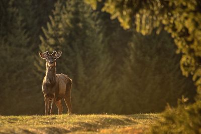 View of deer on field