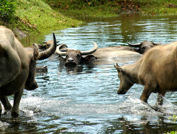 View of buffalo in a pond