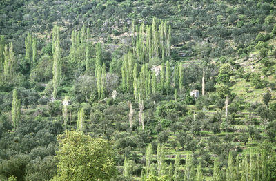 High angle view of trees in forest