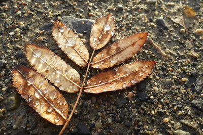 High angle view of dry maple leaf