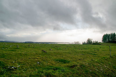 Scenic view of grassy field against sky