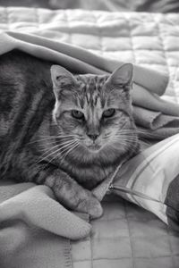 Close-up portrait of kitten relaxing on bed at home