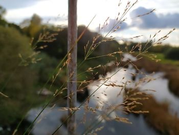 Close-up of plants growing on field against sky