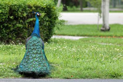 View of peacock