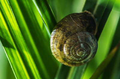 Close-up of snail on leaf