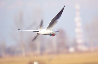 Seagull flying against sky