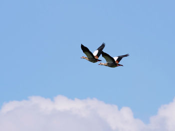 Low angle view of seagull flying in sky