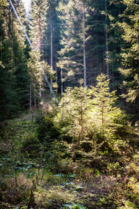 Pine trees in forest