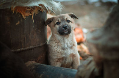 Portrait of dog sitting outdoors